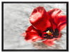 kleine Mohnblüte im Wasser auf Leinwandbild gerahmt Größe 80x60