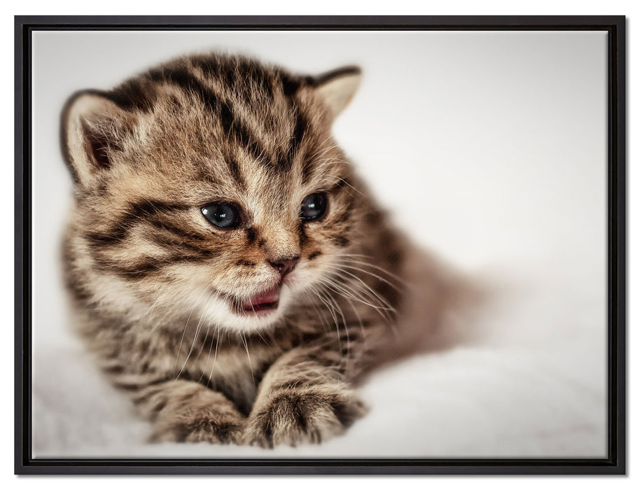 kleines Kätzchen auf weißer Decke auf Leinwandbild gerahmt Größe 80x60