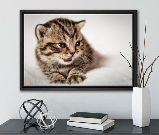 kleines Kätzchen auf weißer Decke auf Leinwandbild gerahmt mit Kirschblüten