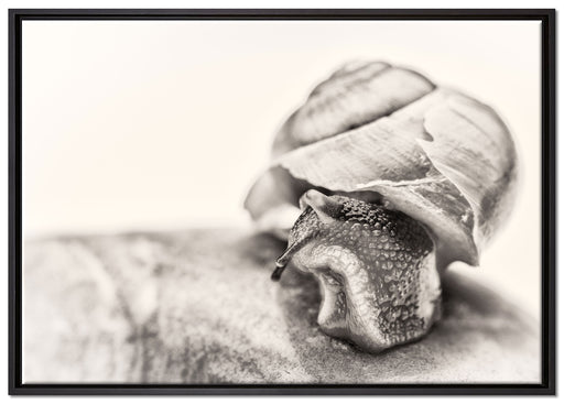 kleine Schnecke auf Leinwandbild gerahmt Größe 100x70
