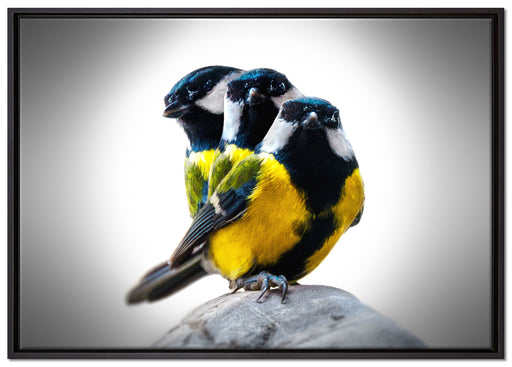 schöne Blaumeisen auf Leinwandbild gerahmt Größe 100x70