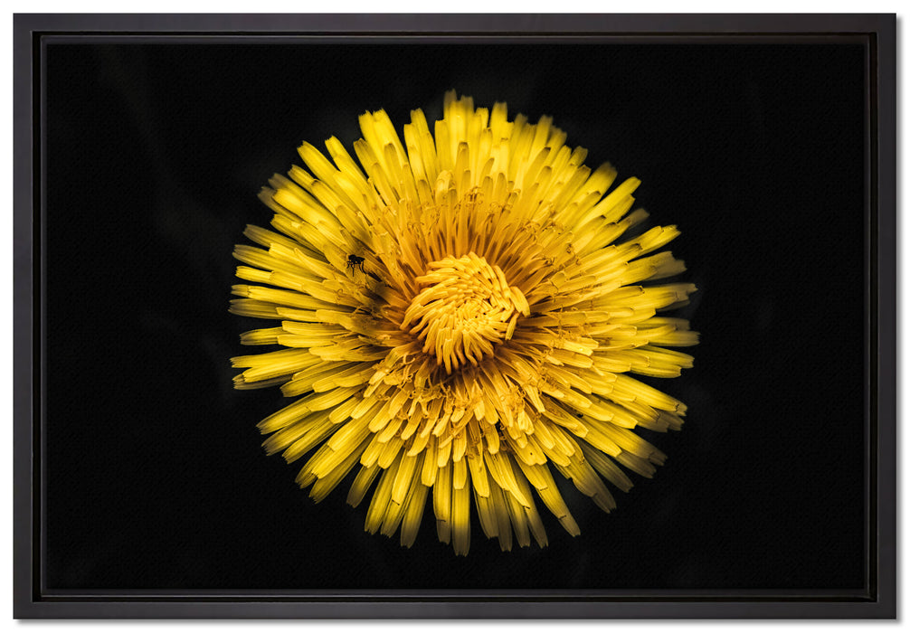 Dark prächtige gelbe Blume auf Leinwandbild gerahmt Größe 60x40