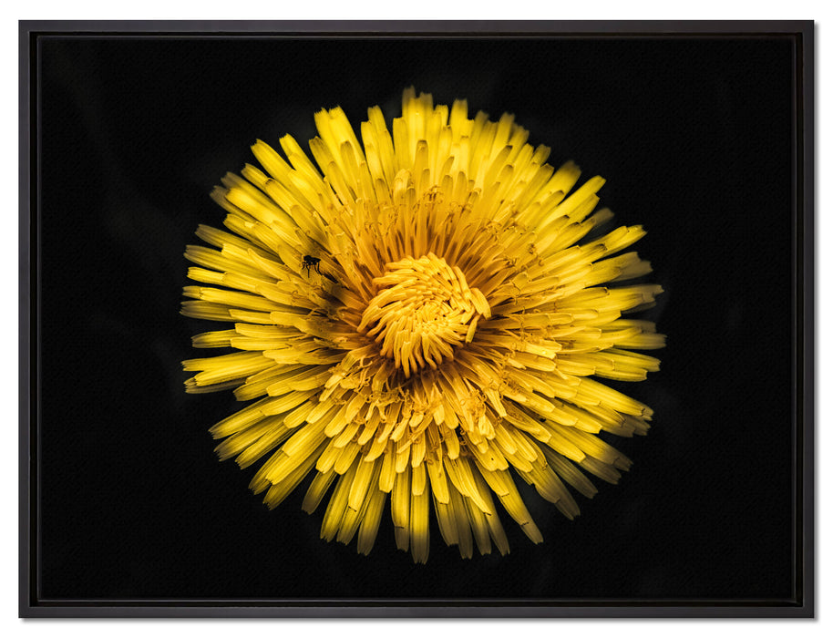 Dark prächtige gelbe Blume auf Leinwandbild gerahmt Größe 80x60