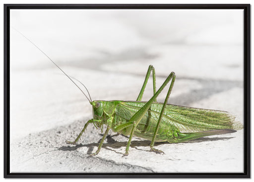 elegante Heuschrecke auf Leinwandbild gerahmt Größe 100x70