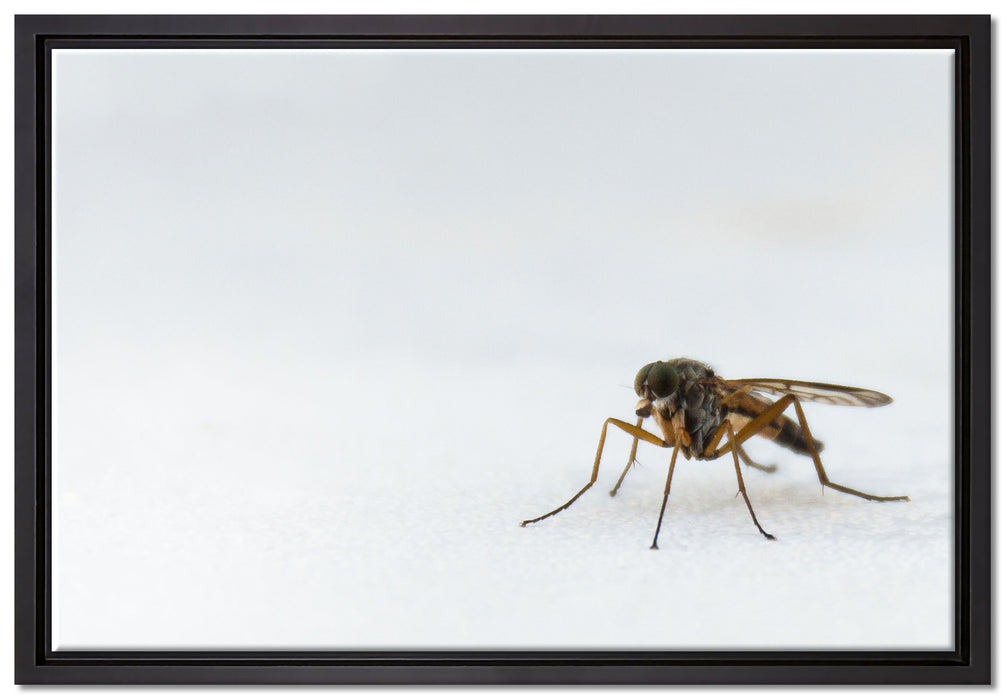 kleine zierliche Mücke auf Leinwandbild gerahmt Größe 60x40