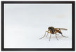 kleine zierliche Mücke auf Leinwandbild gerahmt Größe 60x40