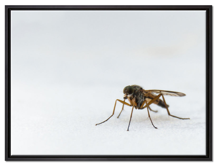 kleine zierliche Mücke auf Leinwandbild gerahmt Größe 80x60