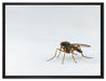 kleine zierliche Mücke auf Leinwandbild gerahmt Größe 80x60