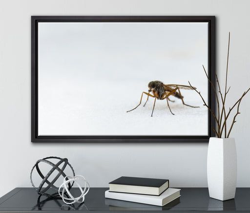 kleine zierliche Mücke auf Leinwandbild gerahmt mit Kirschblüten