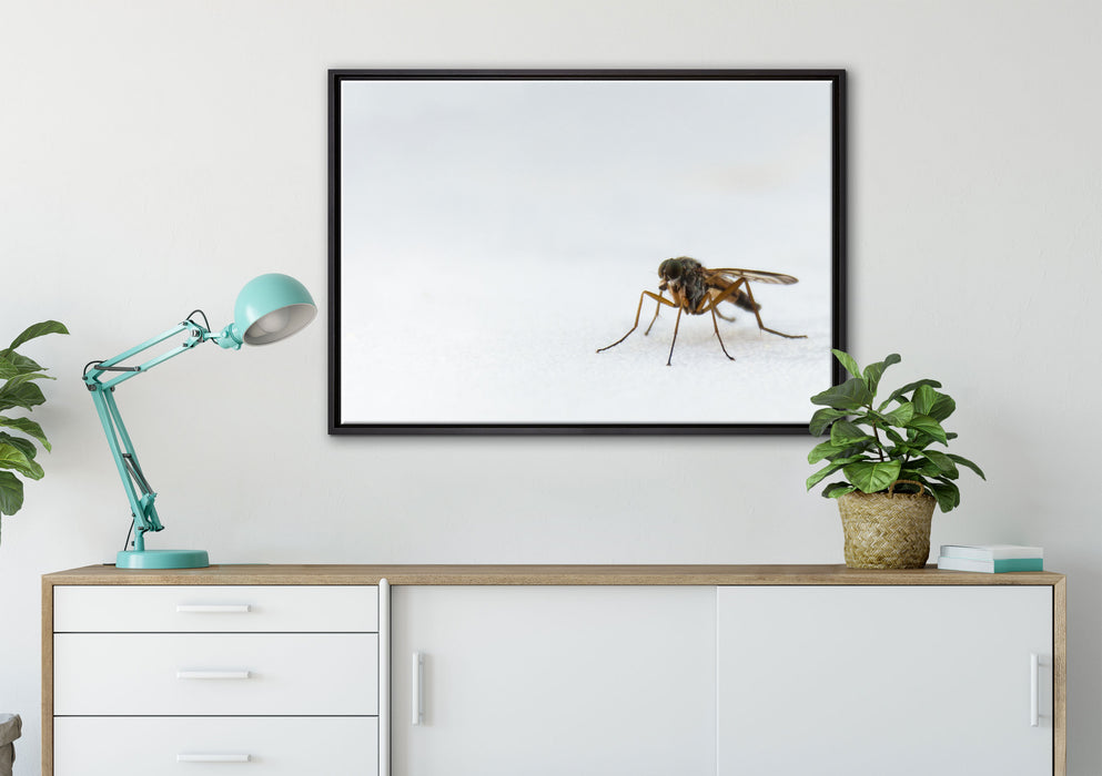kleine zierliche Mücke auf Leinwandbild gerahmt verschiedene Größen im Wohnzimmer