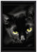schöne schwarze Katze auf Leinwandbild gerahmt Größe 60x40