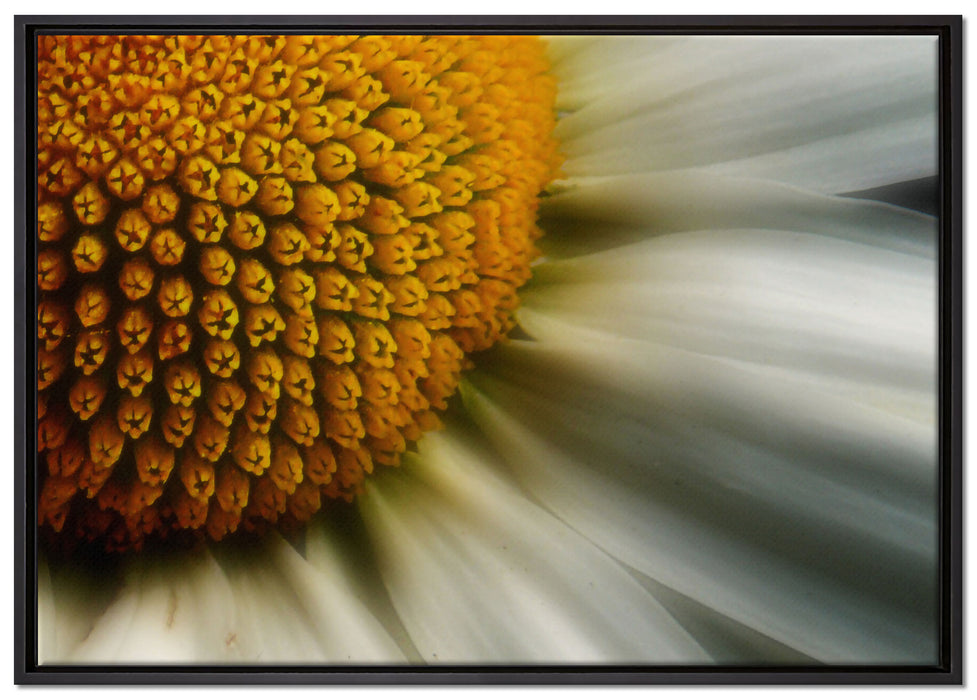 anmutige Margerite auf Leinwandbild gerahmt Größe 100x70