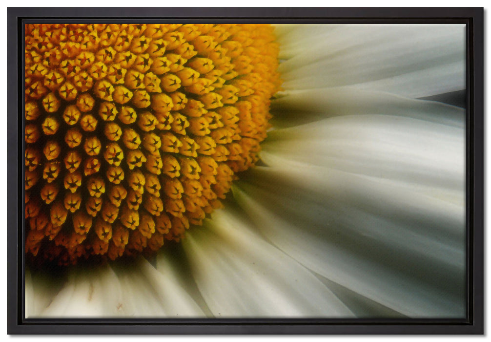 anmutige Margerite auf Leinwandbild gerahmt Größe 60x40