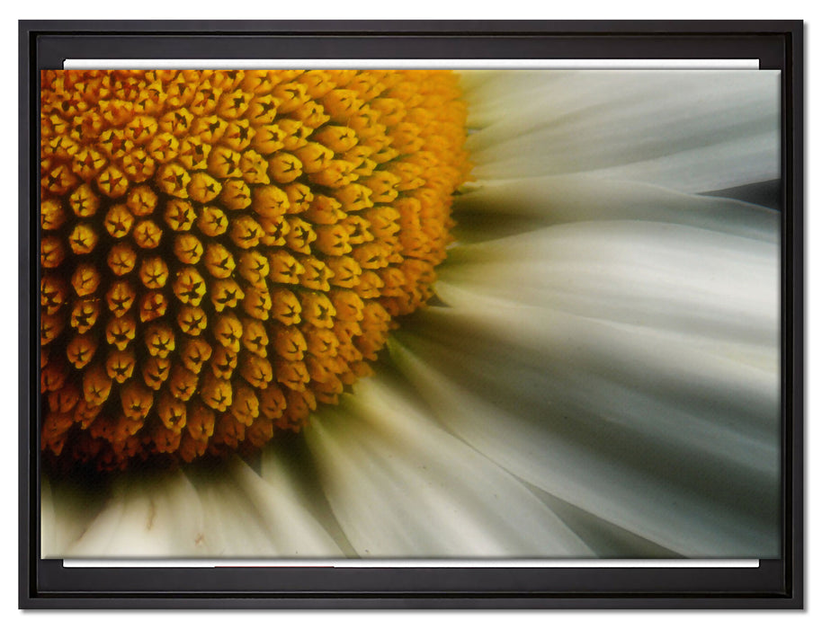 anmutige Margerite auf Leinwandbild gerahmt Größe 80x60