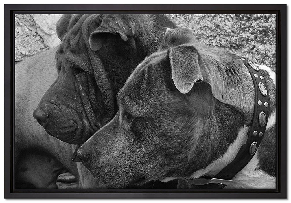 zwei Hunde im Profil auf Leinwandbild gerahmt Größe 60x40