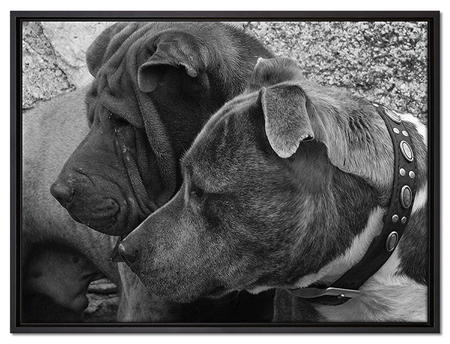 zwei Hunde im Profil auf Leinwandbild gerahmt Größe 80x60
