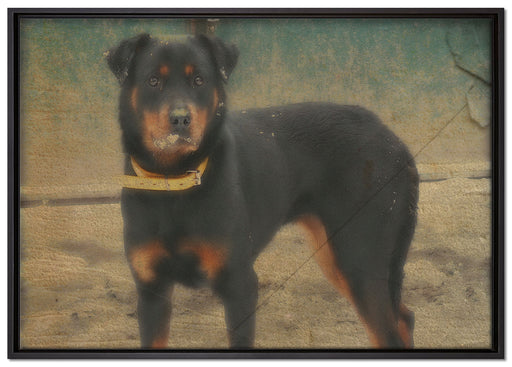 prächtiger Rottweiler auf Leinwandbild gerahmt Größe 100x70
