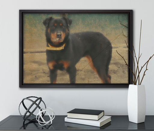 prächtiger Rottweiler auf Leinwandbild gerahmt mit Kirschblüten