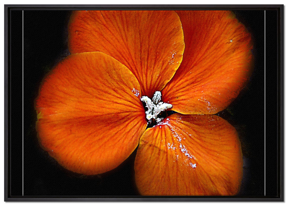 schöne Brunnenkresse Blüte auf Leinwandbild gerahmt Größe 100x70