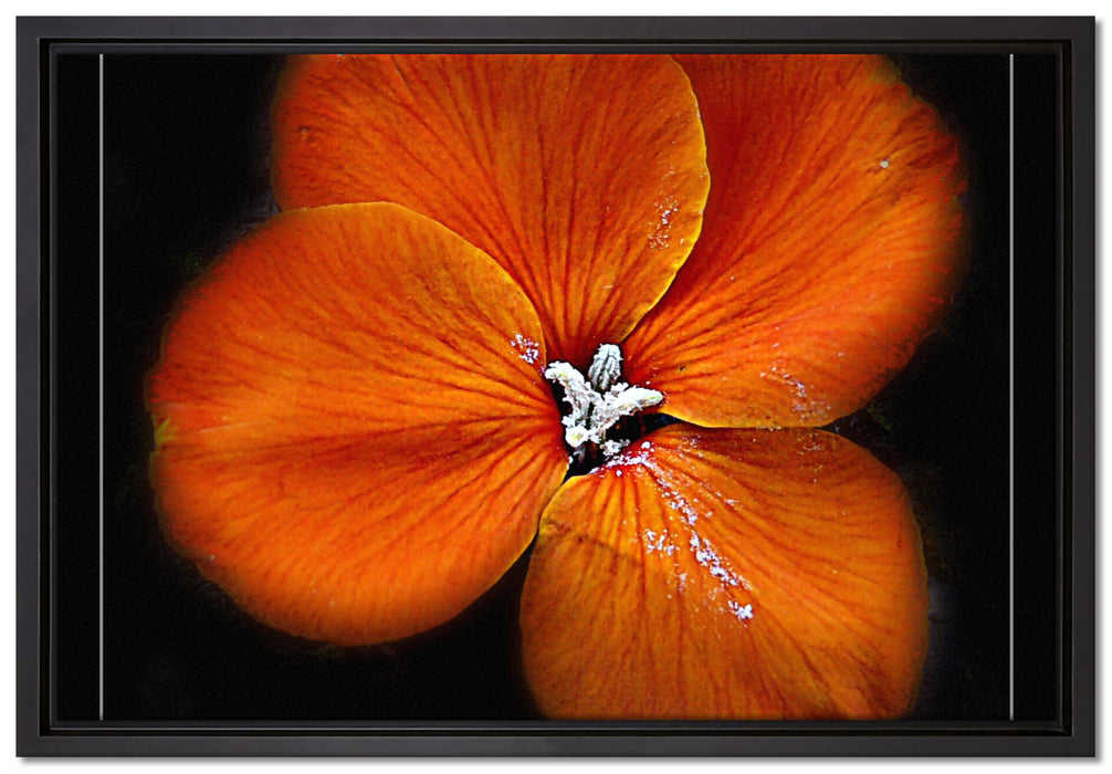 schöne Brunnenkresse Blüte auf Leinwandbild gerahmt Größe 60x40