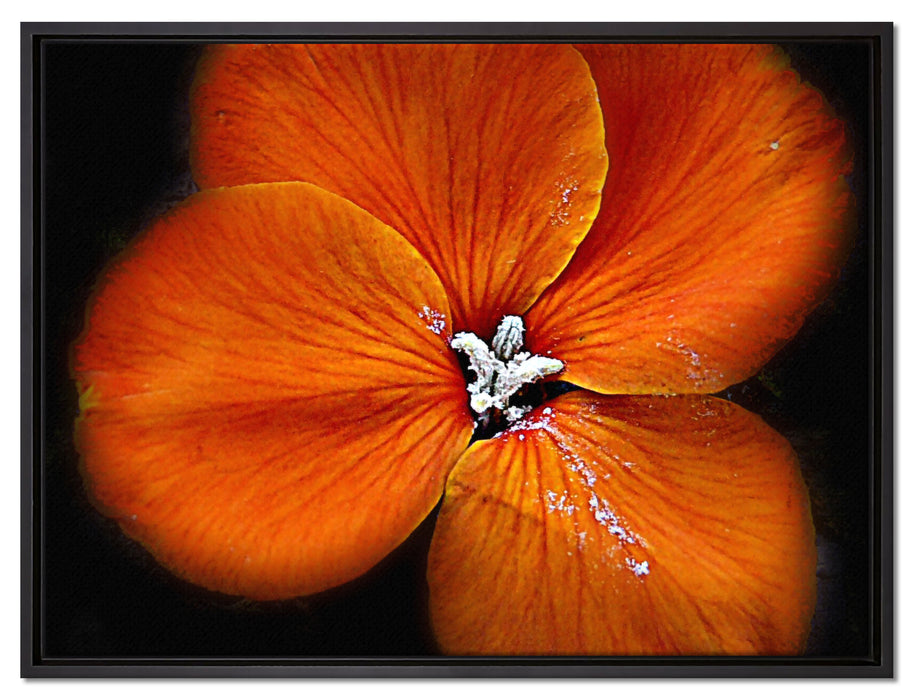 schöne Brunnenkresse Blüte auf Leinwandbild gerahmt Größe 80x60