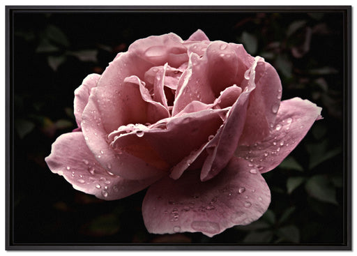 zarte rosafarbene Rosenblüte auf Leinwandbild gerahmt Größe 100x70