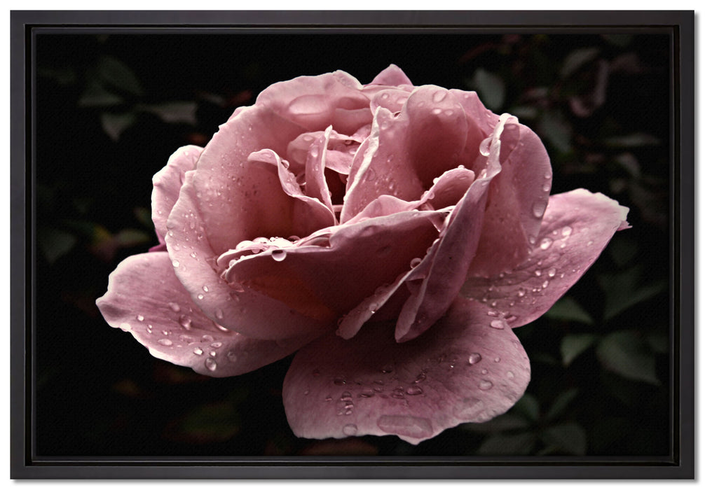 zarte rosafarbene Rosenblüte auf Leinwandbild gerahmt Größe 60x40