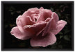 zarte rosafarbene Rosenblüte auf Leinwandbild gerahmt Größe 60x40
