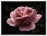 zarte rosafarbene Rosenblüte auf Leinwandbild gerahmt Größe 80x60