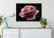 zarte rosafarbene Rosenblüte auf Leinwandbild gerahmt verschiedene Größen im Wohnzimmer