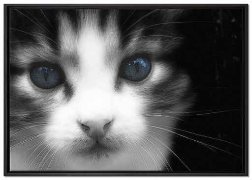 süßes junges Kätzchen auf Leinwandbild gerahmt Größe 100x70