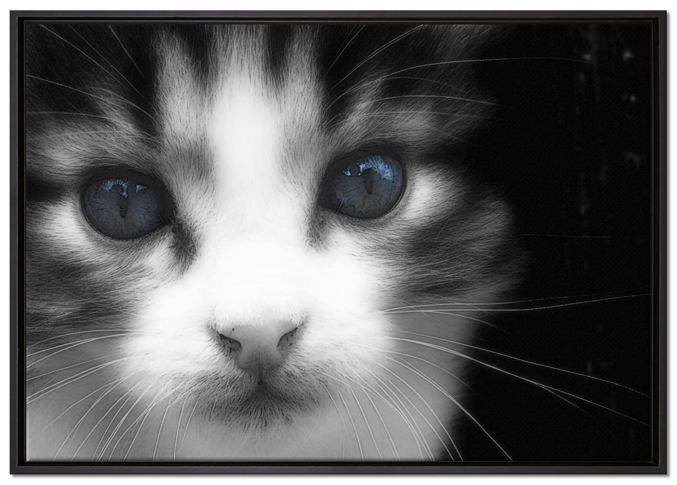 süßes junges Kätzchen auf Leinwandbild gerahmt Größe 100x70
