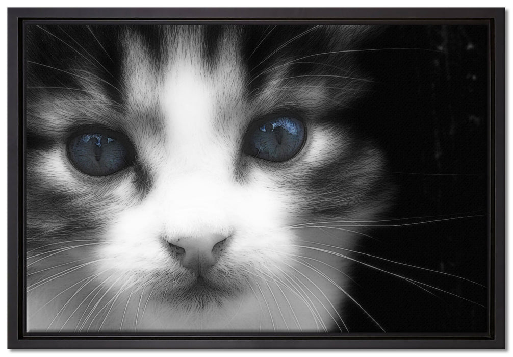 süßes junges Kätzchen auf Leinwandbild gerahmt Größe 60x40