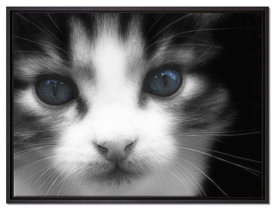 süßes junges Kätzchen auf Leinwandbild gerahmt Größe 80x60