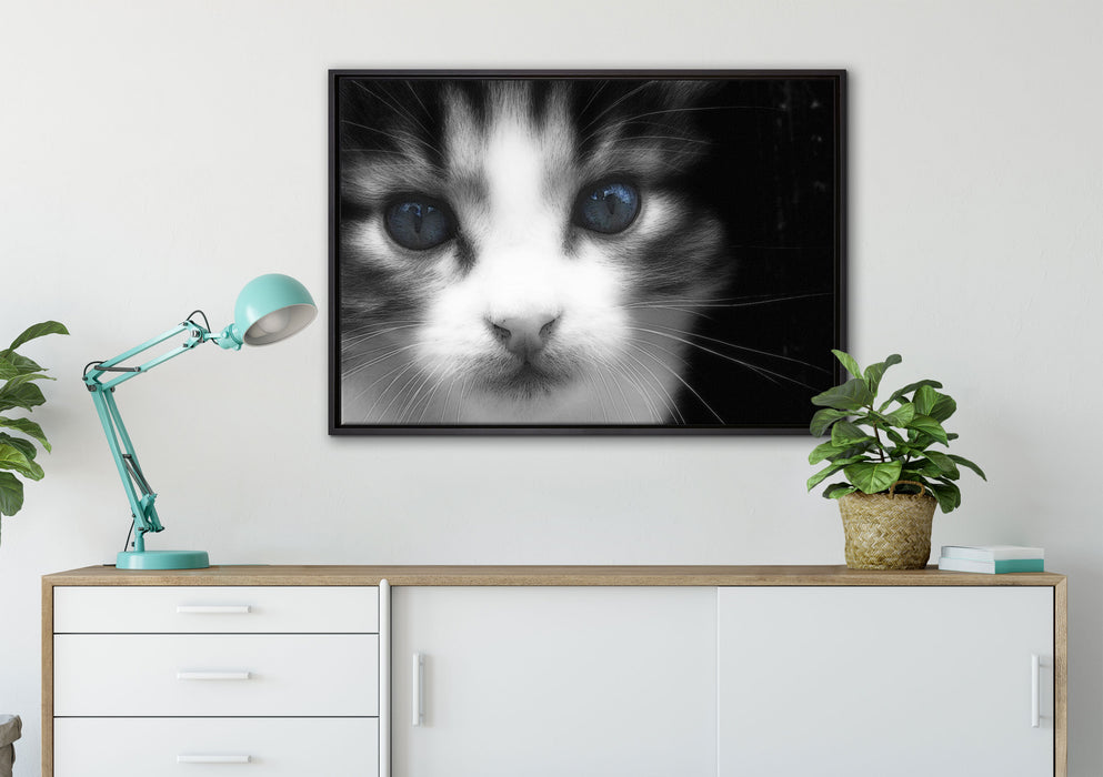 süßes junges Kätzchen auf Leinwandbild gerahmt verschiedene Größen im Wohnzimmer