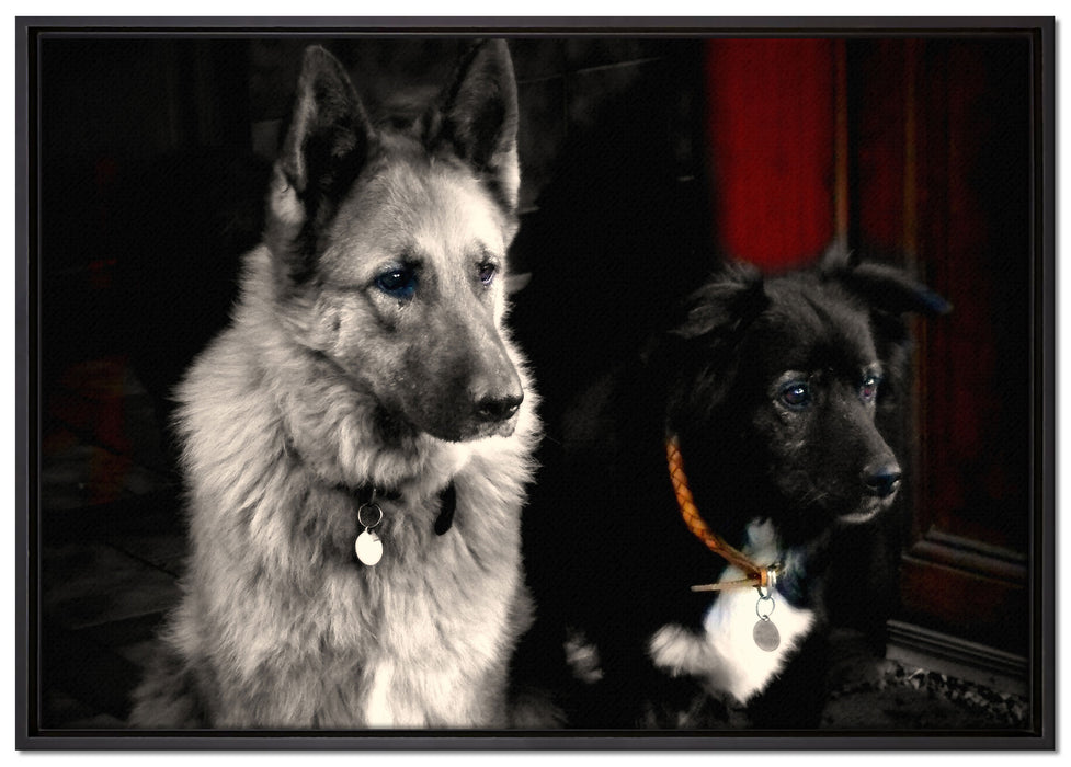 zwei Hunde auf dem Teppich auf Leinwandbild gerahmt Größe 100x70