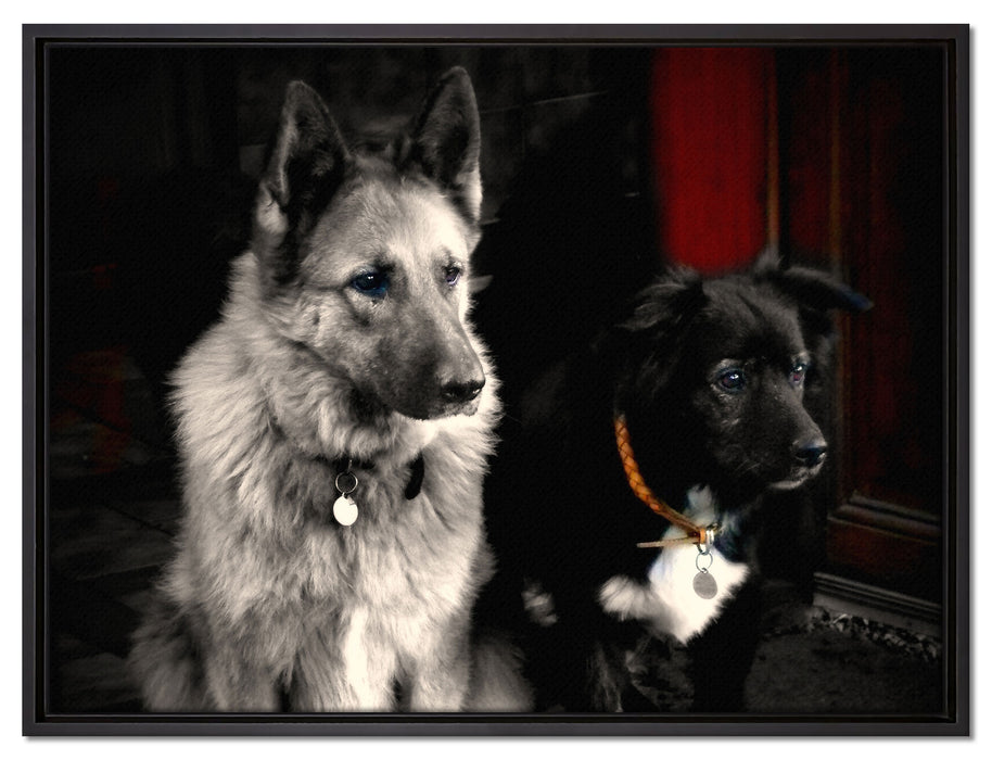zwei Hunde auf dem Teppich auf Leinwandbild gerahmt Größe 80x60