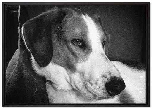 Jack Russel Terrier ruht sich aus auf Leinwandbild gerahmt Größe 100x70