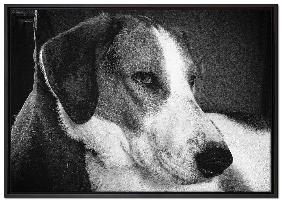 Jack Russel Terrier ruht sich aus auf Leinwandbild gerahmt Größe 100x70