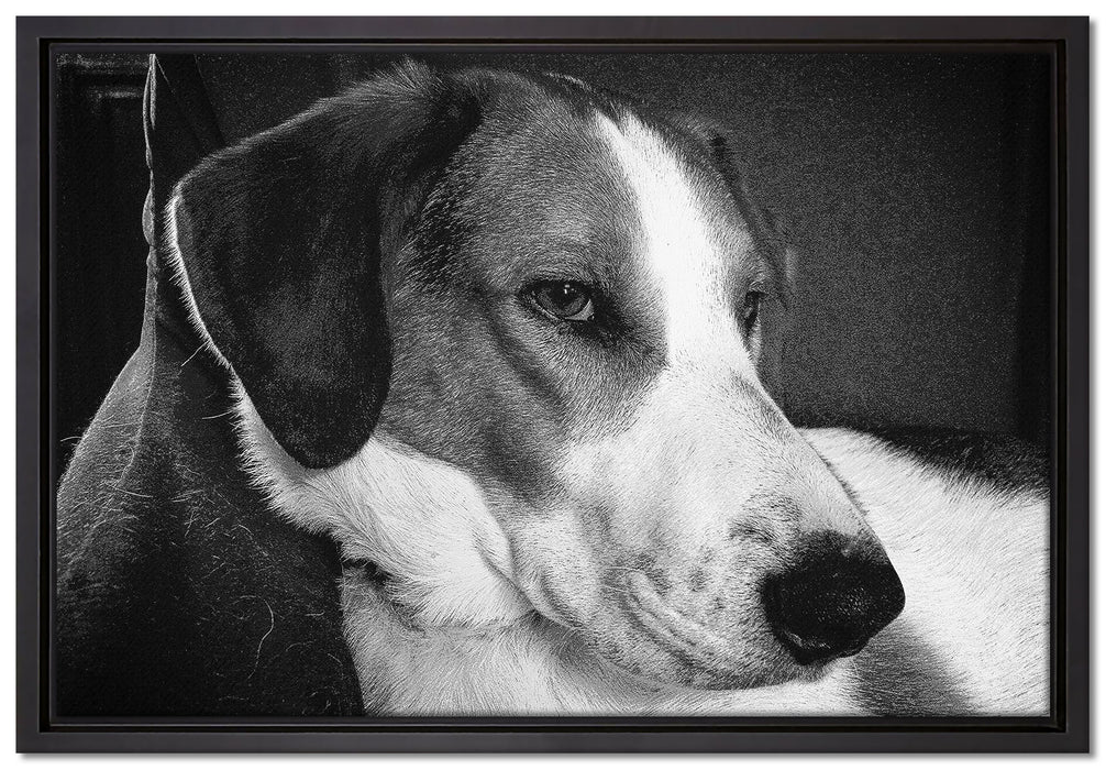 Jack Russel Terrier ruht sich aus auf Leinwandbild gerahmt Größe 60x40