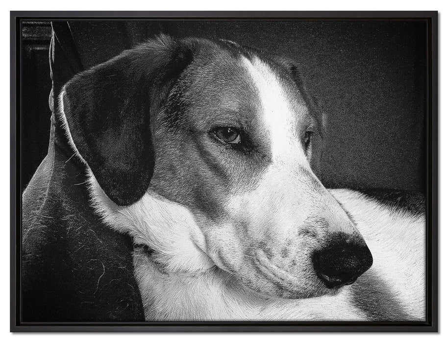 Jack Russel Terrier ruht sich aus auf Leinwandbild gerahmt Größe 80x60