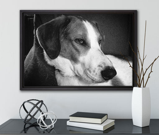 Jack Russel Terrier ruht sich aus auf Leinwandbild gerahmt mit Kirschblüten