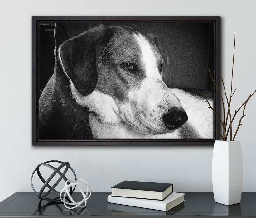 Jack Russel Terrier ruht sich aus auf Leinwandbild gerahmt mit Kirschblüten