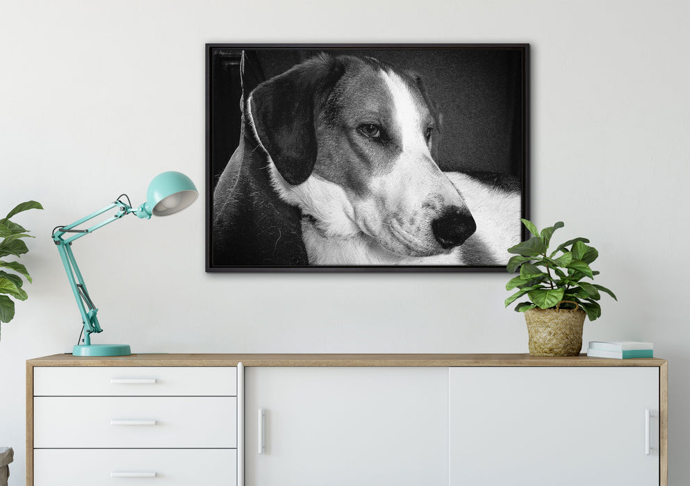 Jack Russel Terrier ruht sich aus auf Leinwandbild gerahmt verschiedene Größen im Wohnzimmer