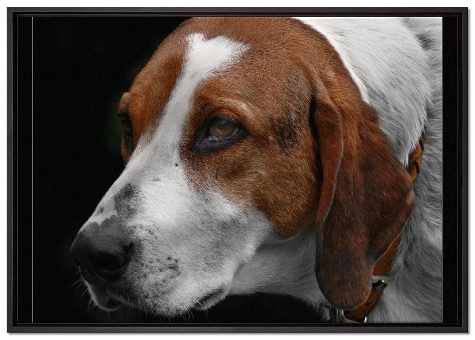 hübscher Hund im Seitenprofil auf Leinwandbild gerahmt Größe 100x70