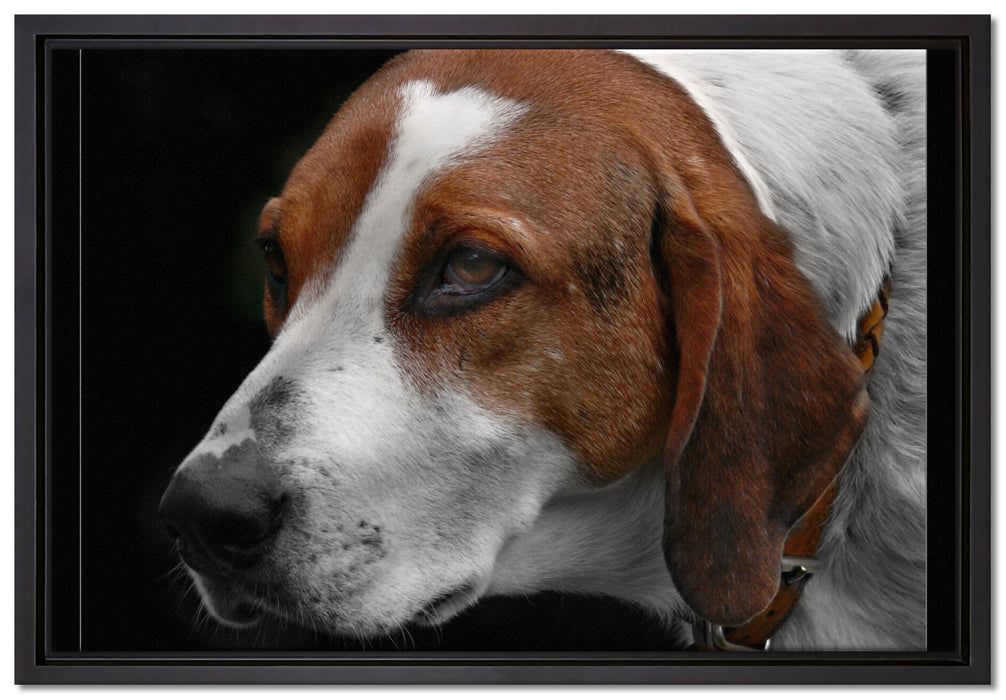hübscher Hund im Seitenprofil auf Leinwandbild gerahmt Größe 60x40