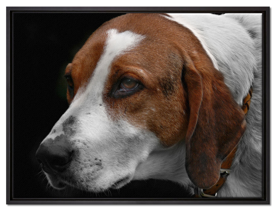 hübscher Hund im Seitenprofil auf Leinwandbild gerahmt Größe 80x60