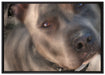 schöner Pit Bull Terrier auf Leinwandbild gerahmt Größe 100x70
