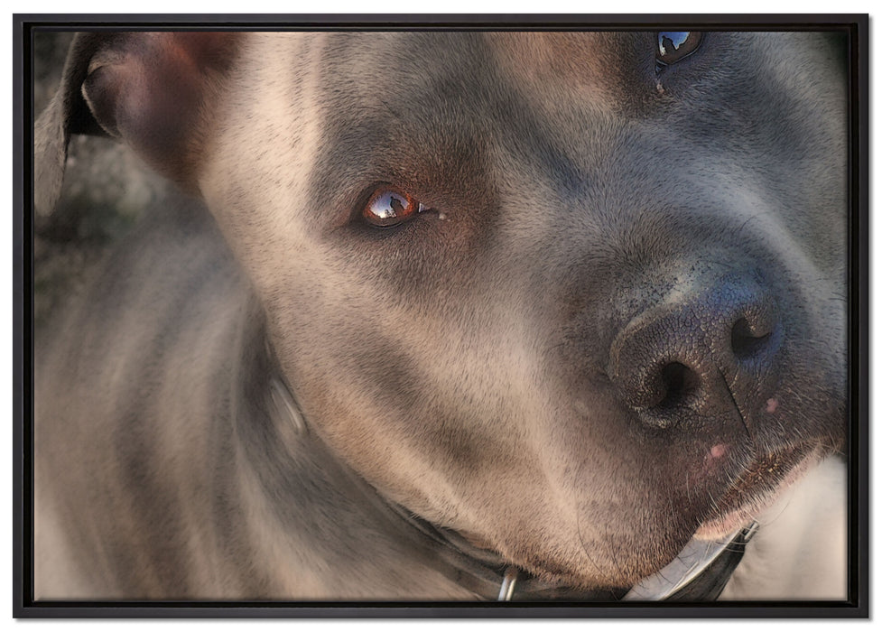 schöner Pit Bull Terrier auf Leinwandbild gerahmt Größe 100x70
