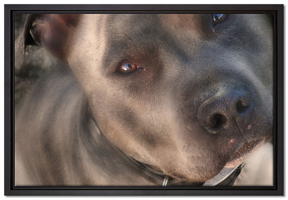 schöner Pit Bull Terrier auf Leinwandbild gerahmt Größe 60x40